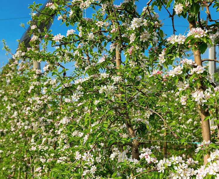 Яблони в цвету: как в этом году распустился наш сад