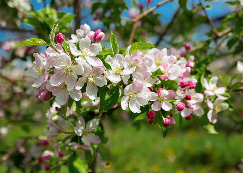 Цветущие яблоневые сады Алма Продакшн